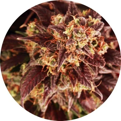 Mix van Top Tao Seeds