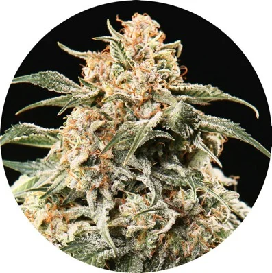 Semi Mix van Top Tao Seeds