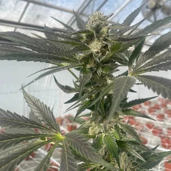 Queen Bee van Trilogene Seeds