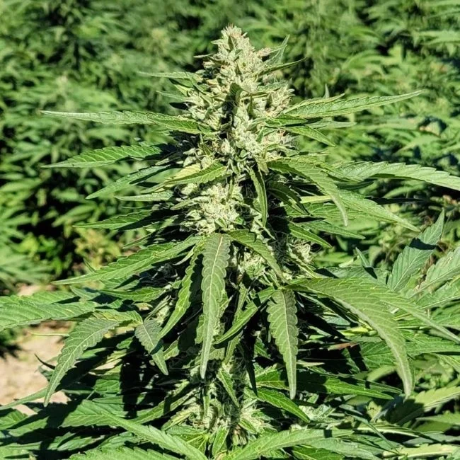 Limonene CBG van Trilogene Seeds