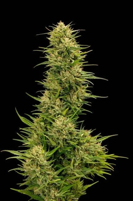 The Don CBD van Trilogene Seeds