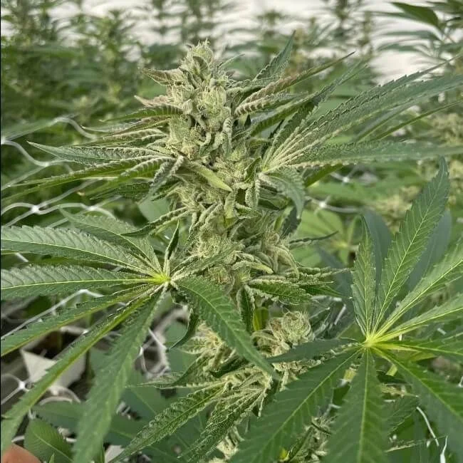 Latte Lato van Trilogene Seeds