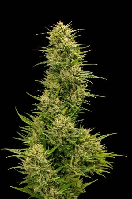 The Don CBD van Trilogene Seeds