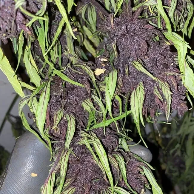Glu CBD van Trilogene Seeds