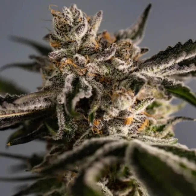 Ice Cold van Trilogene Seeds