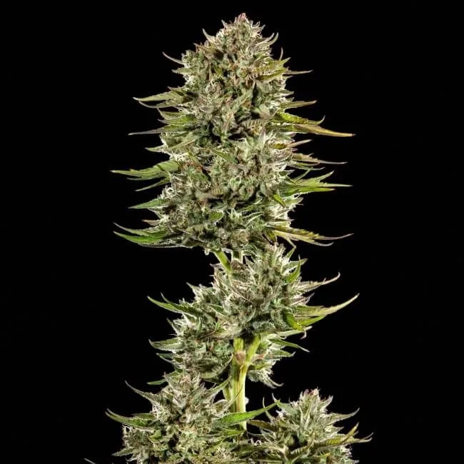 Face Gas van Trilogene Seeds