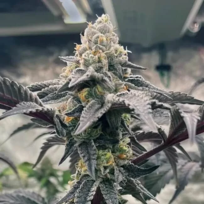 Hasbulla van Trilogene Seeds
