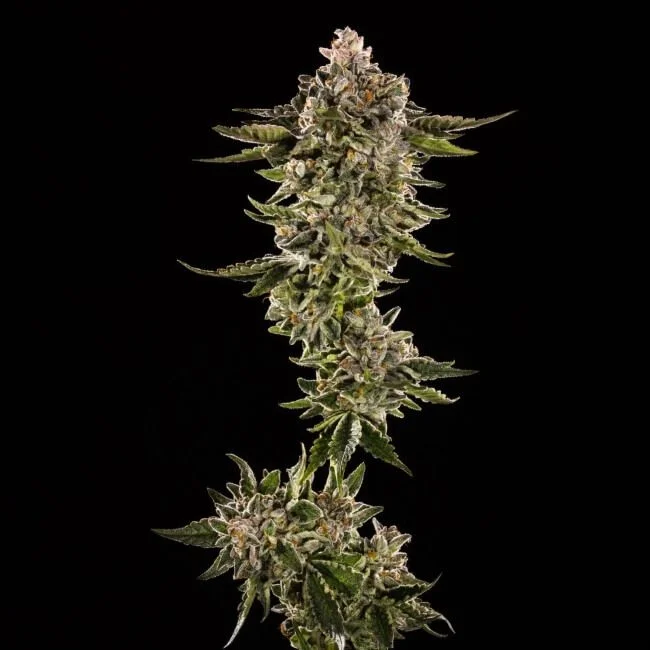 Honey Bird van Trilogene Seeds