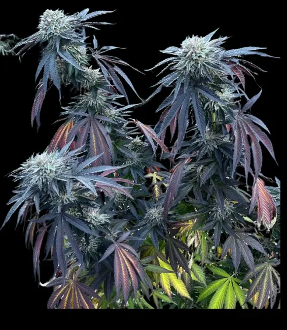 Sunset Lime van Umami Seed Co