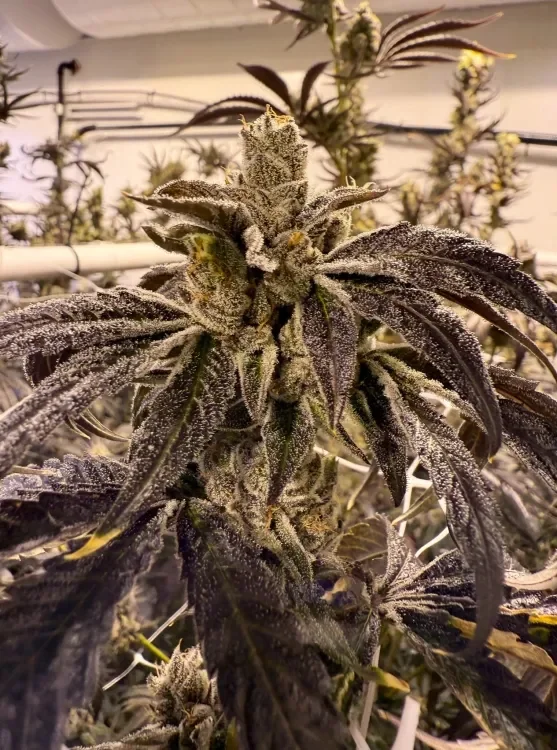 Prime Lime van Umami Seed Co