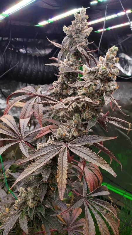 Strawzilla van Umami Seed Co