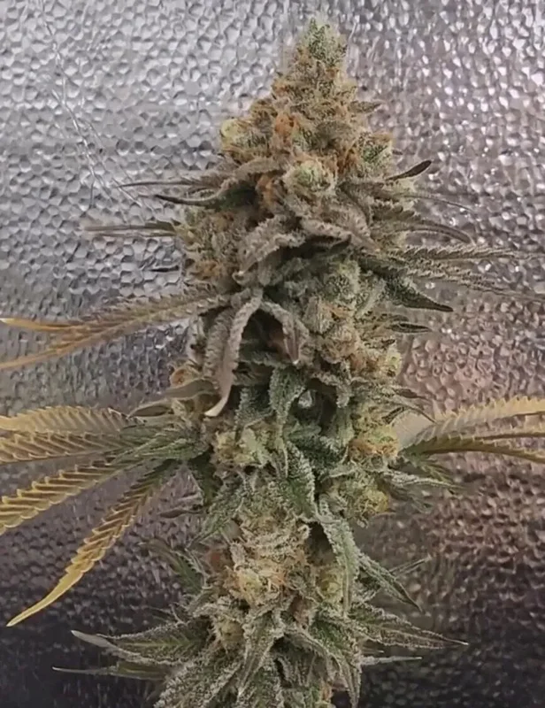 Color Theory van Umami Seed Co