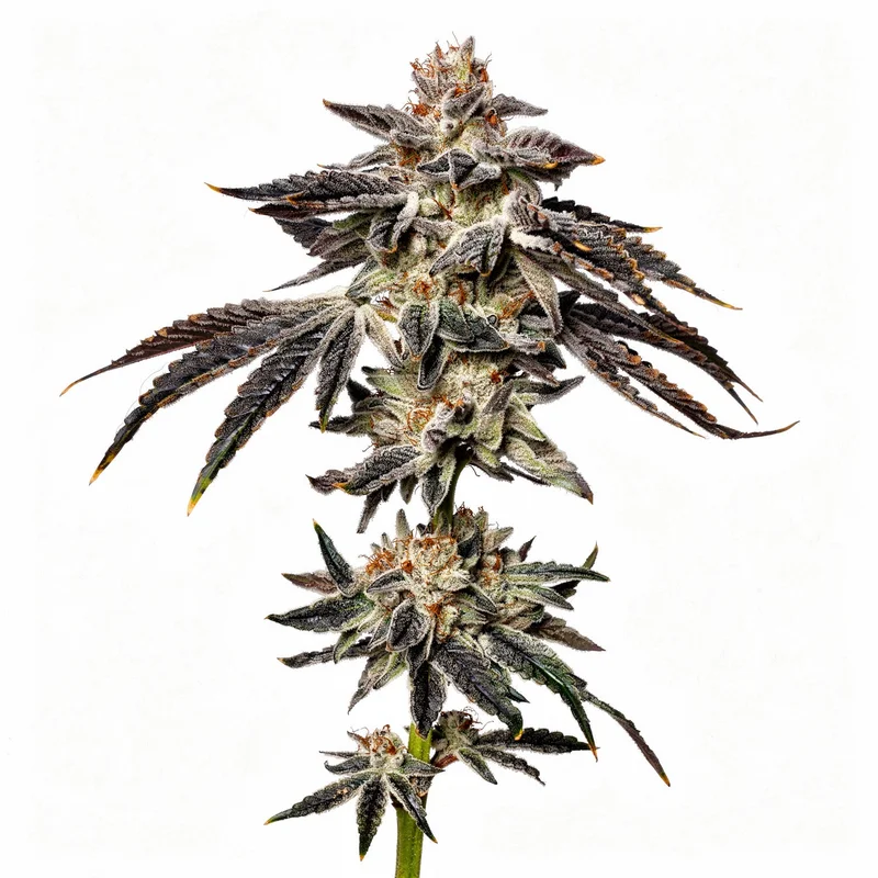 Zeltzer van Umami Seed Co