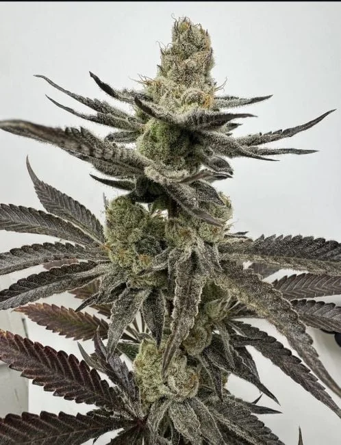 Melt Mode van Umami Seed Co
