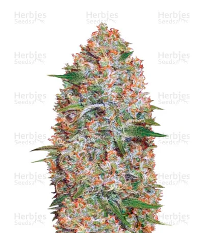 Amnesium van Victory Seeds