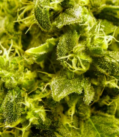 Jack Hammer van Victory Seeds