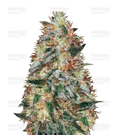 Original Limonade Skunk van Victory Seeds