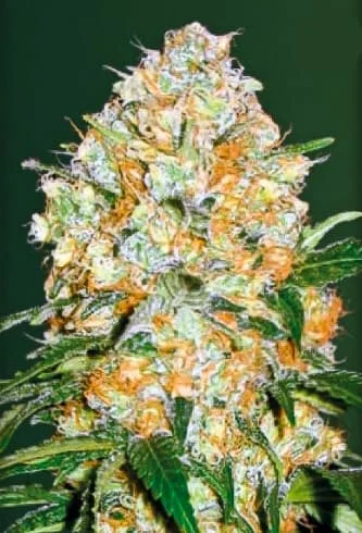 Bubblegum+ Pro van Victory Seeds