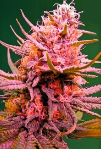 Seemango van Victory Seeds
