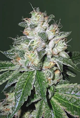 OG Kush van Victory Seeds