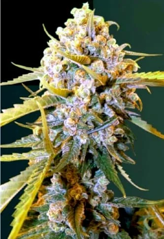 Biggest Bud van Victory Seeds