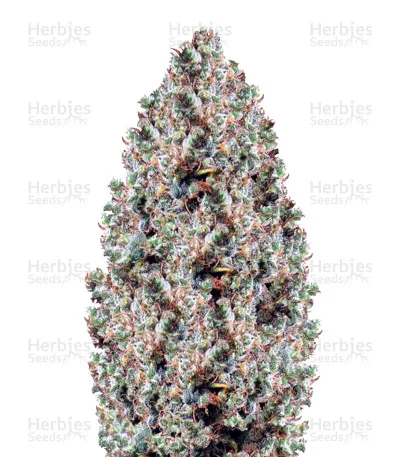 Northern Light van Victory Seeds