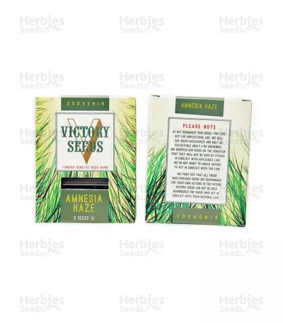 Amnesia Haze van Victory Seeds