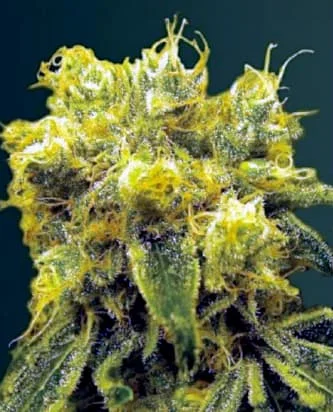 Blow Dream van Victory Seeds