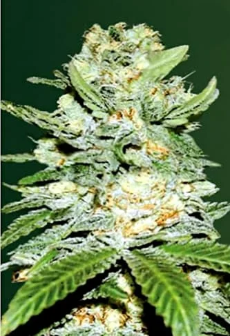 Jack Hammer van Victory Seeds
