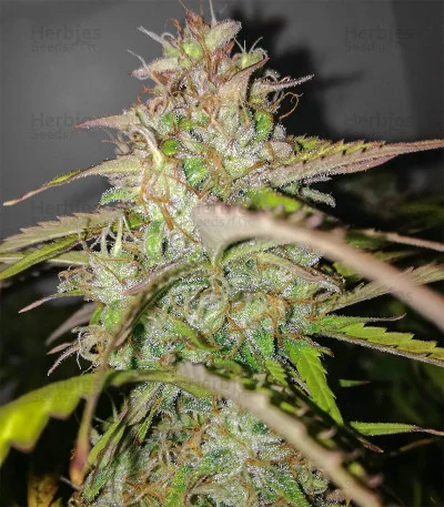 AK-77V van Victory Seeds