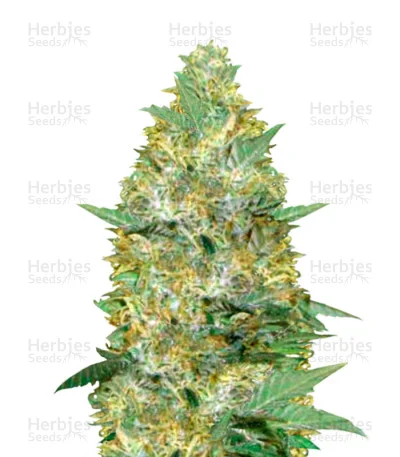 Caramelino van Victory Seeds