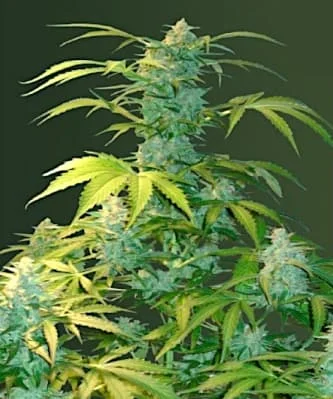 Heaven van Victory Seeds