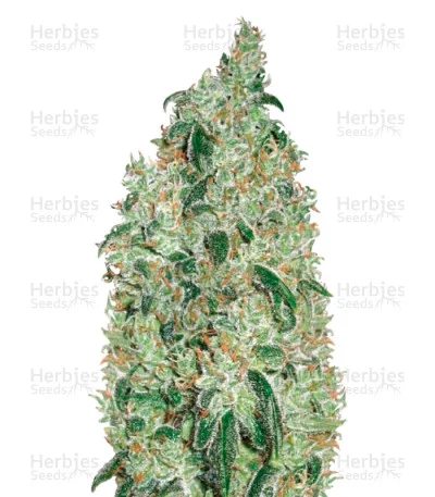 Green Wild Shark van Victory Seeds