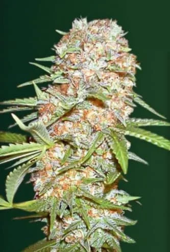 Super Extra Skunk van Victory Seeds