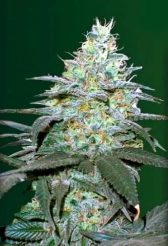 Original Berry van Victory Seeds