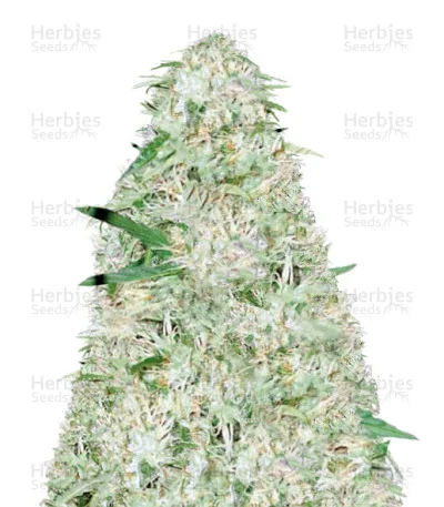 Super Mazar van Victory Seeds