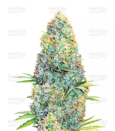 Amnesia Haze van Victory Seeds