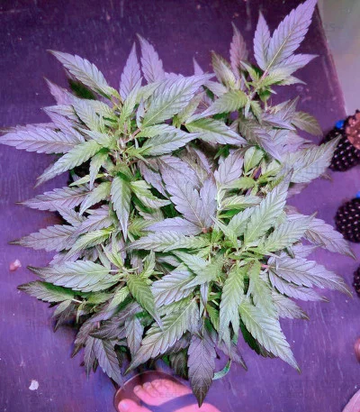 Super Mazar van Victory Seeds