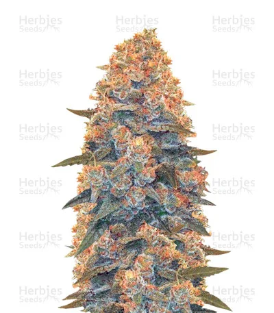 Blow Dream van Victory Seeds