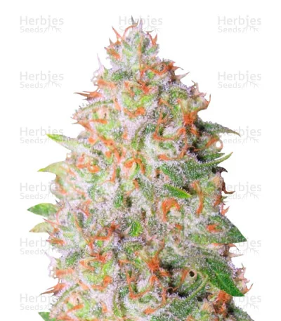 Green Wild Shark van Victory Seeds