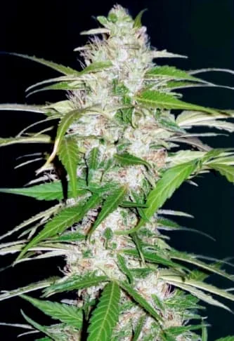 Ultra Power Plant van Victory Seeds