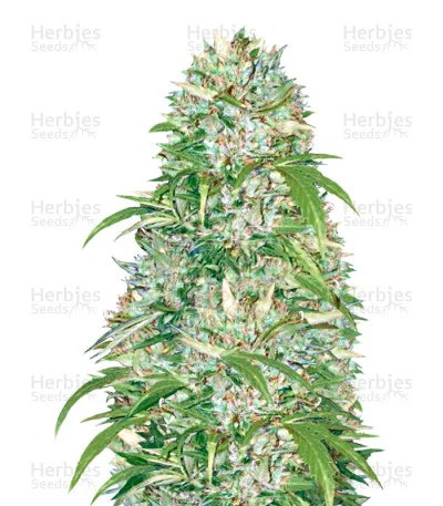 Big Angel van Victory Seeds