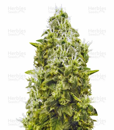 Jack Hammer van Victory Seeds