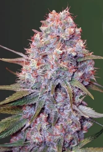 Caramelino van Victory Seeds