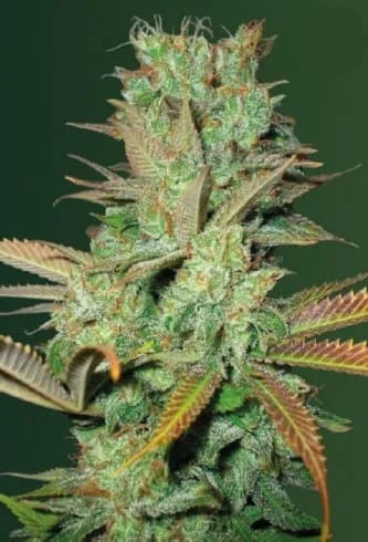 Seemango van Victory Seeds