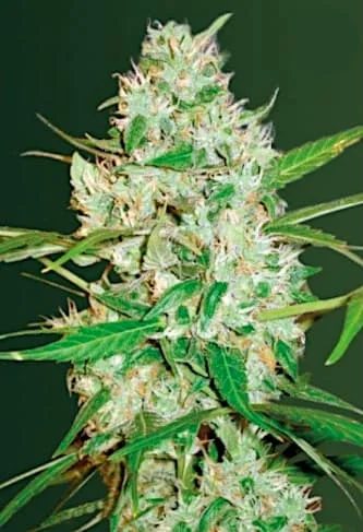 Red Russian XXL van Victory Seeds