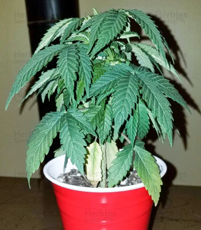Red Russian XXL van Victory Seeds
