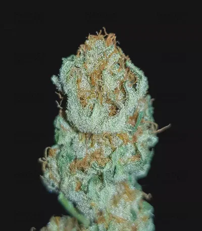 Amnesia Haze van Victory Seeds