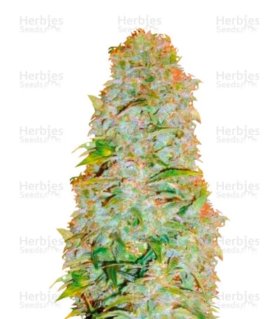 AK-77V van Victory Seeds