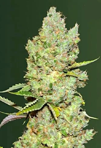Critical van Victory Seeds